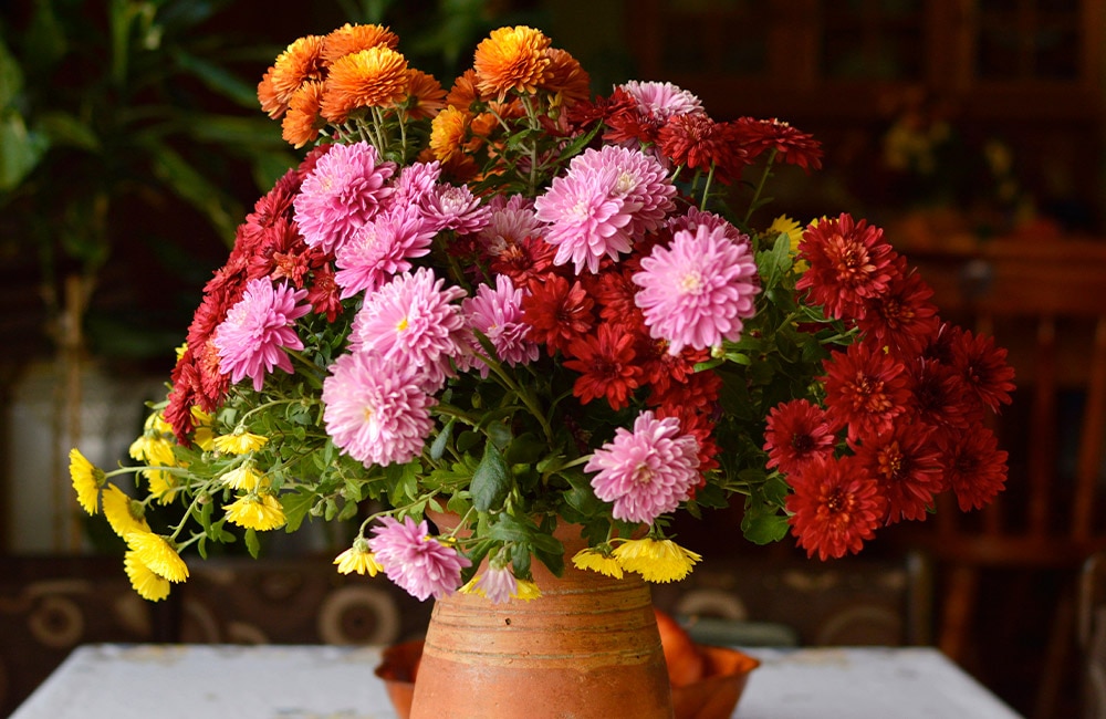 All About the Chrysanthemum  Robertson's Flowers Philadelphia