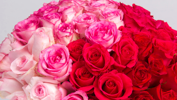Valentine's Day Roses