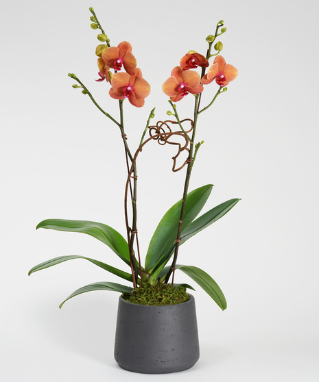 Surf Song Orchid - Choose Your Container