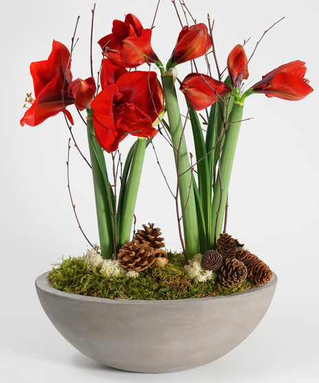 Amaryllis Garden