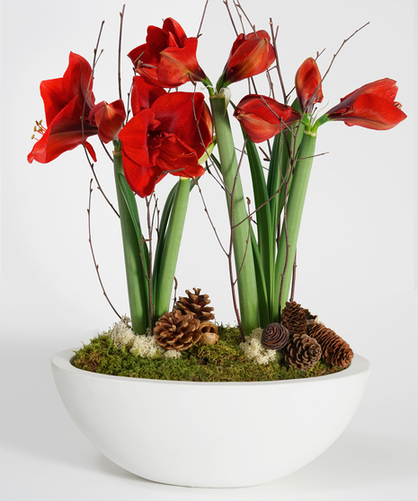 collection of red amaryllis planted in a grey stone container