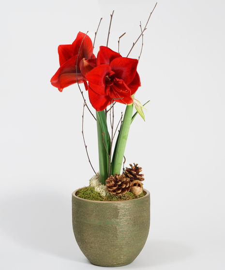 Amaryllis Plant