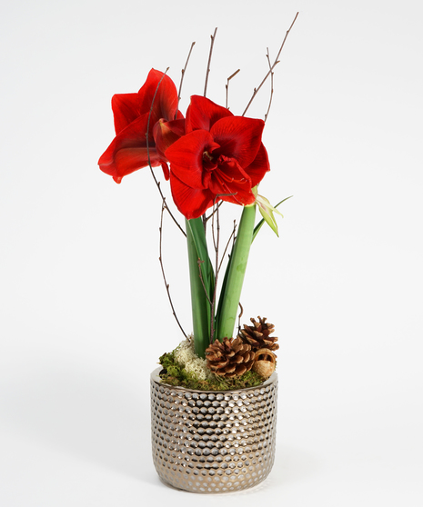 Amaryllis Plant
