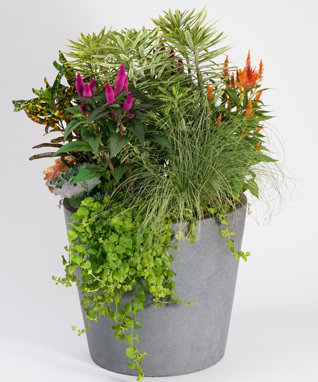 Fall Patio Pot with tall grasses and seasonal plants