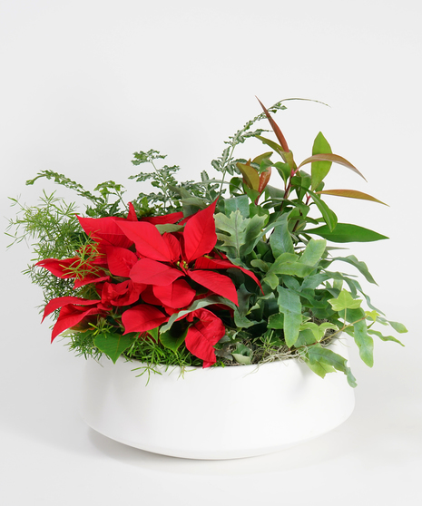 Green & Blooming Plants