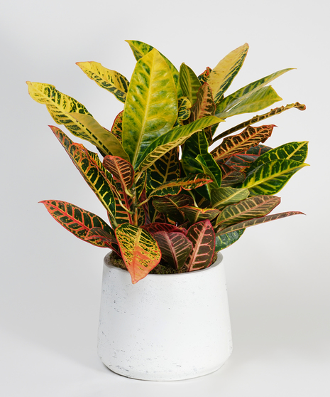 croton plant in grey stone pot