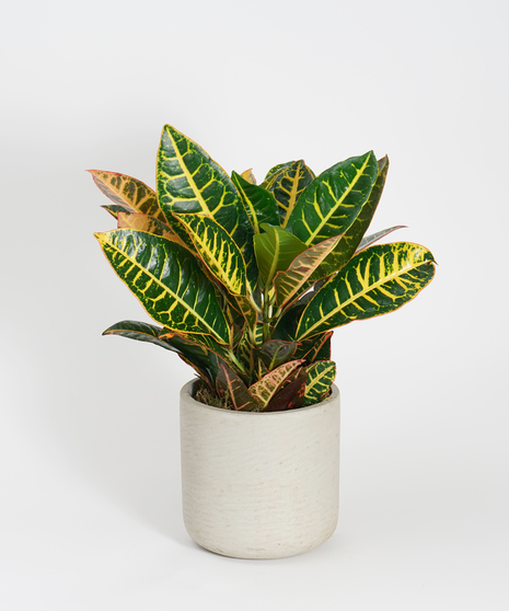 Croton Plant