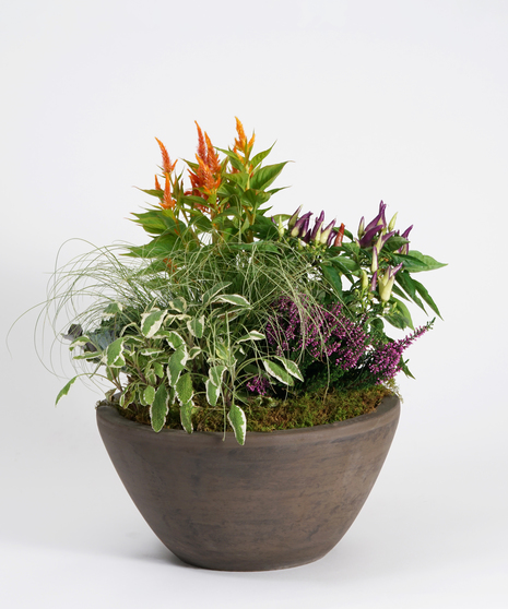 Green & Blooming Plants