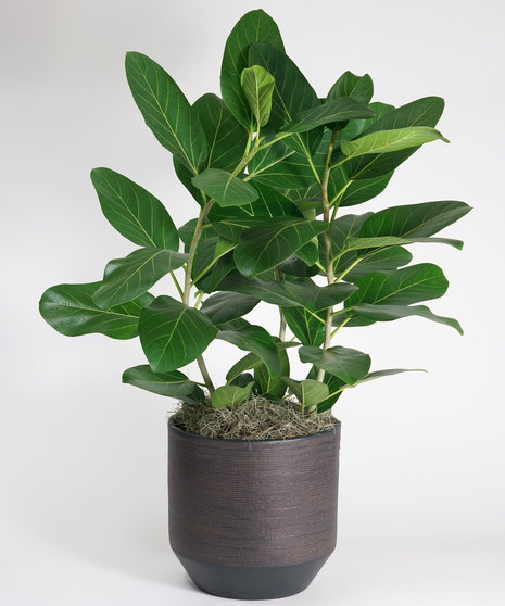 Large Ficus Audrey - Choose Your Container