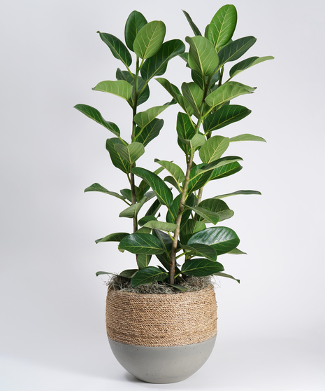 large ficus audrey floor plant in decorative basket container