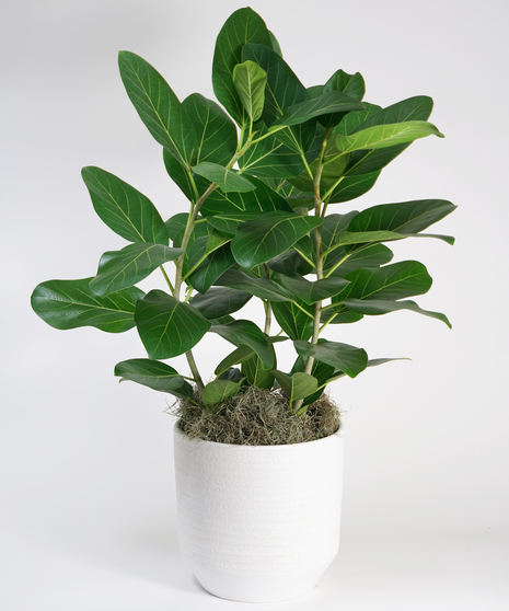 large ficus audrey floor plant in decorative basket container