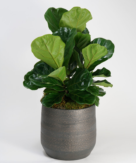 large fiddle leaf fig in decorative ceramic container