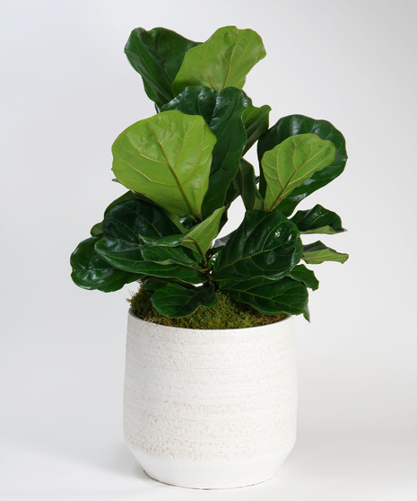 large fiddle leaf fig in decorative ceramic container