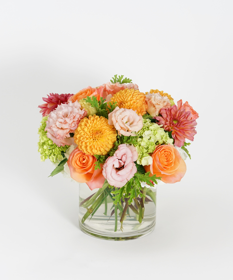 Dahlia Delight