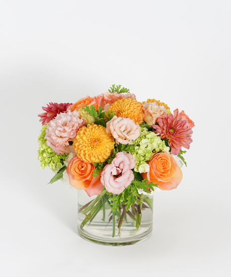 Dahlia Delight