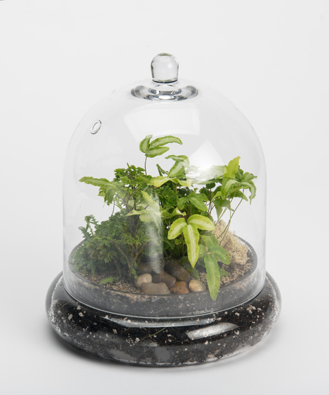 Glass Terrarium