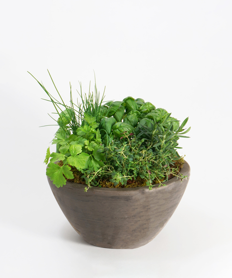 Table Top Herb Garden