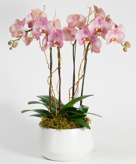 Honey Peach Orchid Garden