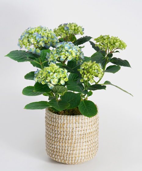 Green & Blooming Plants