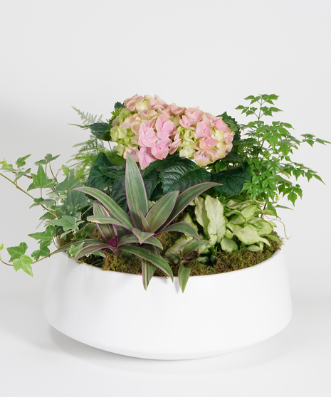 collection of green plants, ivy and ferns in a ceramic bowl