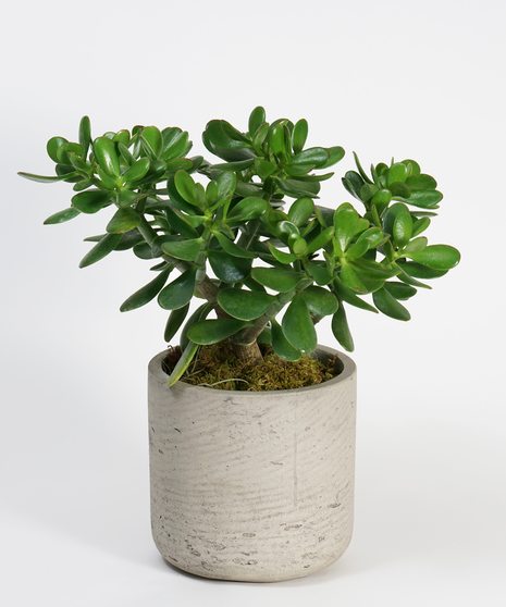 Jade Plant | Plant Delivery, Philadelphia Florist Robertson's Flowers