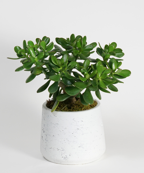 Jade Plant - Choose Your Container
