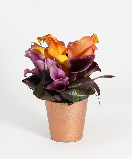 Calla Crisp