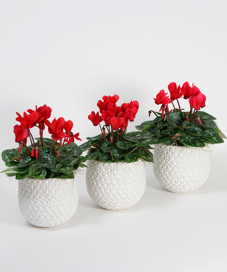 Mini Red Cyclamen Trio - Choose Your Container