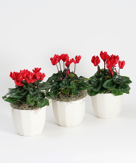 Mini Red Cyclamen Trio - Choose Your Container