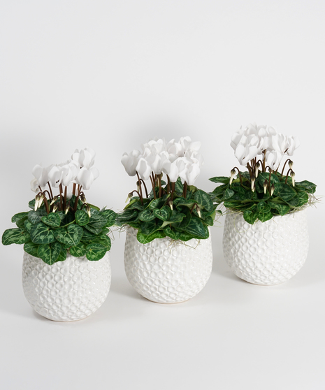trio of mini white cyclamen in decorative ceramic container