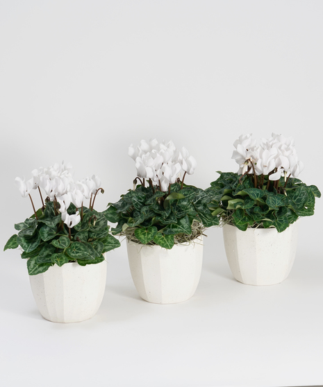 Mini White Cyclamen Trio - Choose Your Container