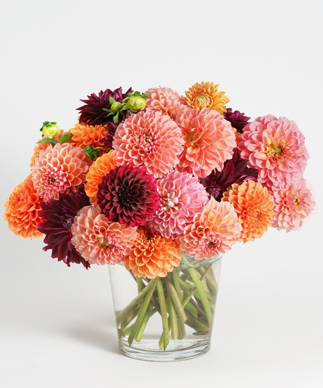 Dahlia Harvest