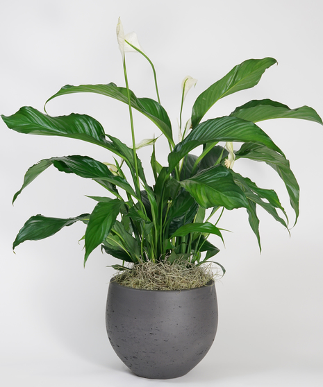 Peace Lily