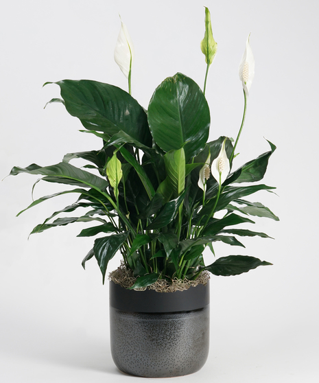 Peace Lily