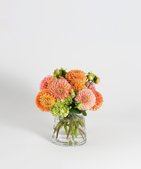 Dahlia Charm