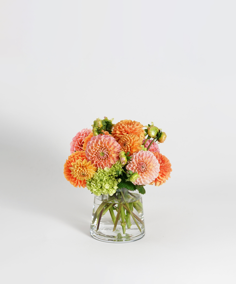 Dahlia Charm