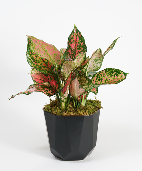 6 inch aglaonema plant potted in a decorative ceramic container