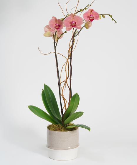 pink orchid in neutral toned ceramic container