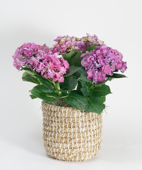 Purple Hydrangea Plant