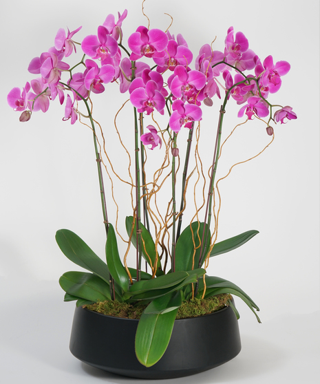 Deluxe Purple Orchid Garden - Choose Your Container