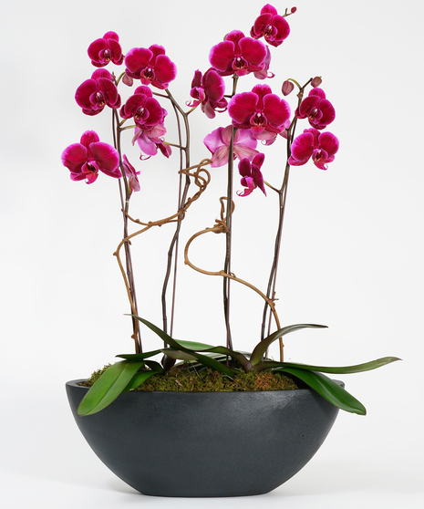 purple orchid garden in grey stone container