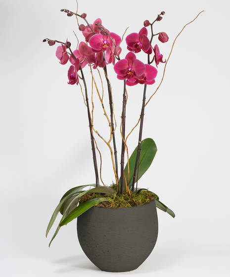 purple orchid garden in grey stone container