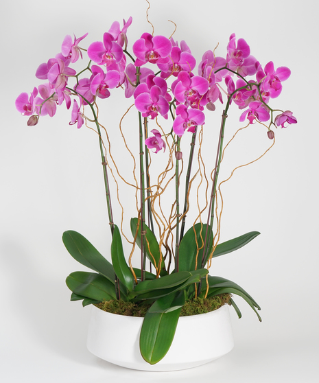purple orchid garden in a grey stone bowl