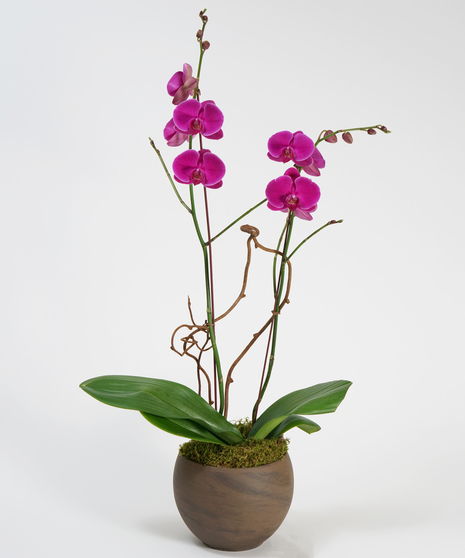 double purple phalaenopsis orchid in black ceramic container