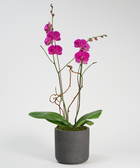 double purple phalaenopsis orchid in black ceramic container