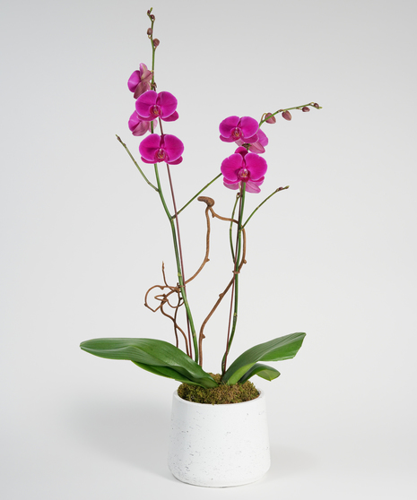 double purple phalaenopsis orchid in black ceramic container