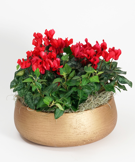 Red Cyclamen Garden