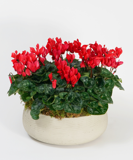 Red Cyclamen Garden