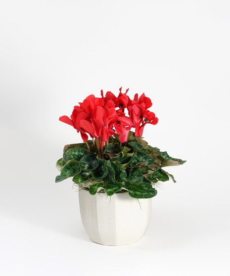 Red Cyclamen - Choose Your Container