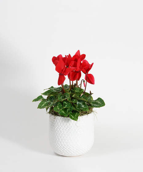 blooming red cyclamen